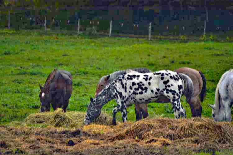 horses